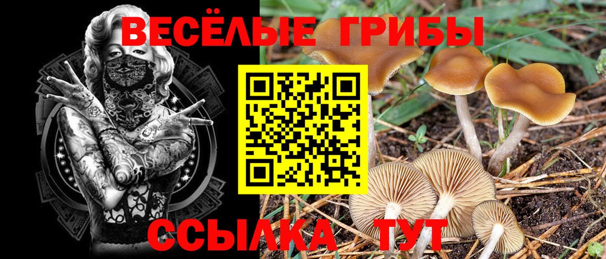Шебекино  Псилоцибиновые грибы MAGIC MUSHROOMS  Вход с VPN  Галлюциногенные грибы Psilocybine cubensis 